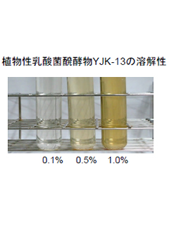 植物性乳酸菌醗酵物YJK-13　ヤヱガキ醗酵技研株式会社