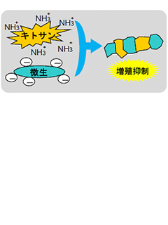 イカキトサン