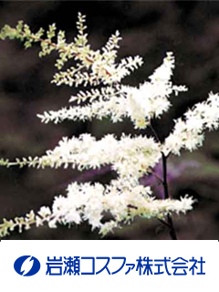 アカショウマエキス末（アカショウマ抽出乾燥粉末）