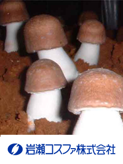 アガリクスブラゼイエキス末-H（アガリクスプラゼイ茸抽出乾燥粉末）