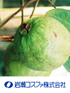 グァバ葉エキス末-S（グァバ葉エキス末）　岩瀬コスファ株式会社