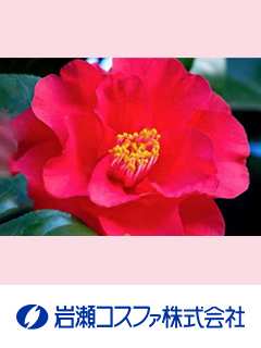 ツバキ種子エキス末／-CD25