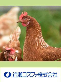 鶏胸軟骨エキス末（鶏ヤゲンナンコツ抽出乾燥末）　岩瀬コスファ株式会社