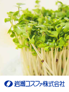ブロッコリースプラウトパウダー（ブロッコリースプラウト乾燥粉末）　岩瀬コスファ株式会社
