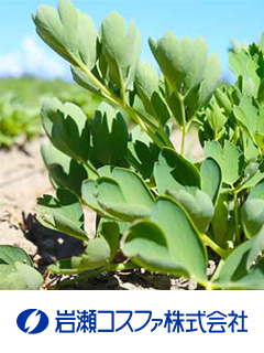 BHNボタンボウフウ粉末（ボタンボウフウ乾燥粉末）　岩瀬コスファ株式会社