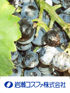 BHNレスベラトロール-ε　岩瀬コスファ株式会社