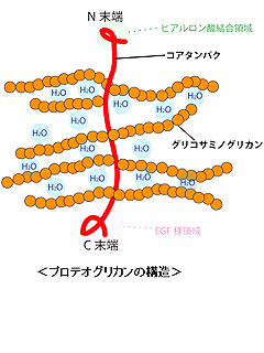 プロテオグリカンE