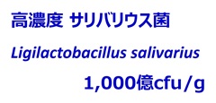 高濃度サリバリウス菌  1,000億cfu/g