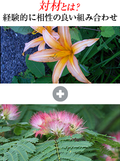 金針菜・ネムノキの花混合エキス