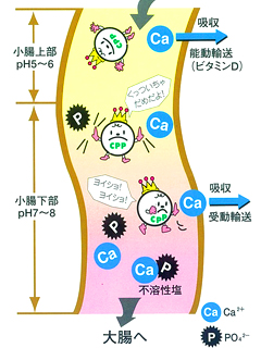 明治ＣＰＰ（カゼインホスホペプチド）