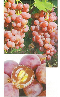 GrapeSorac® P-600赤ブドウ種子エキス