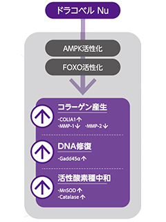 ドラコベルNu（DracoBelle™ Nu）　エイチ・ホルスタイン株式会社