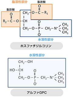 アルファGPC（α-GPC, グリセロホスホコリン)