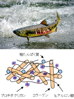 サケプロテオグリカンHG-20 / サケプロテオグリカンHG-100