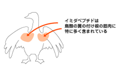 イミダゾールジペプチド成分　日本予防医薬株式会社