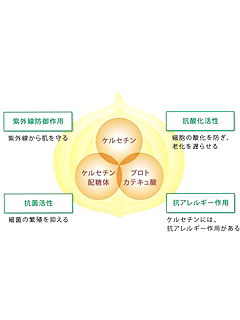 ケルセチン　島貿易株式会社