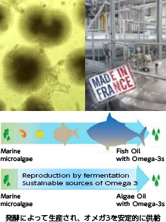 Omegavie DHA algae 微細藻類DHAオイル 【SDGs対応】【植物性】
