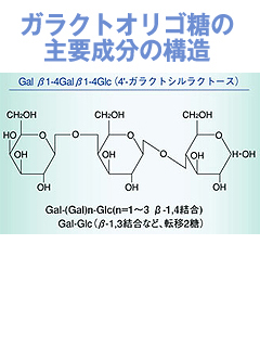 ガラクトオリゴ糖