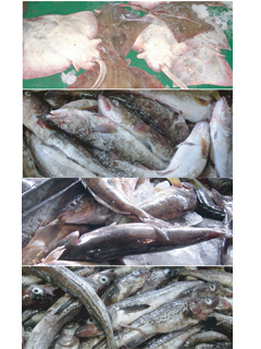 フィッシュカルシウムSK-Ca （北海道稚内市産 天然魚由来）　株式会社北国生活社