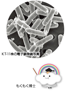 乳酸菌 KT-11 粉末「イムノプロ」　株式会社キティー