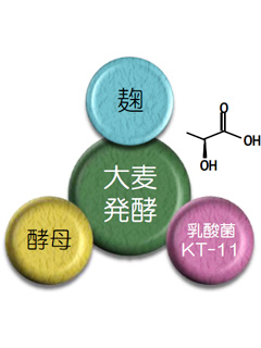 大麦エキス乳酸菌発酵物「ファーベックスKT」　株式会社キティー