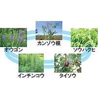 丸善製薬株式会社（薬粧部）　プランテージ＜ホワイト＞EX