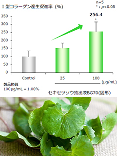 セキセツソウ抽出液BG70　丸善製薬株式会社（薬粧部）