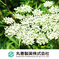 丸善製薬株式会社（薬粧部）　トウキ抽出液BG-J