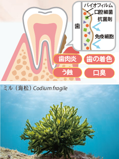 ミルテクト HS　一丸ファルコス株式会社