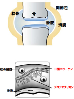 鶏胸軟骨エキス末　ビーエイチエヌ株式会社