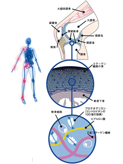 SCPコンプレックス-LS