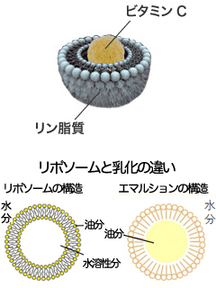 リポソームビタミンC（Liposomal Vitamin C）