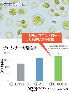 クロロコッカムエキス（Chlorococcum Extract）