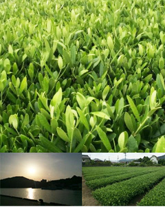 香川県・小豆島産「オリーブ葉抹茶パウダー」