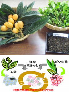 長崎県産「高機能醗酵茶粉末」