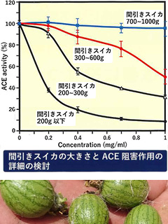 BWEエキス末（Baby Watermelon Extract）〜秋田県産未成熟スイカ由来〜