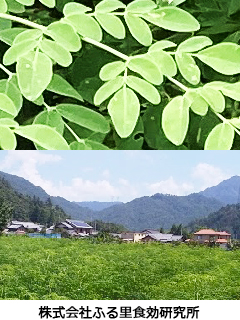 滋賀県産「有機モリンガ粉末」