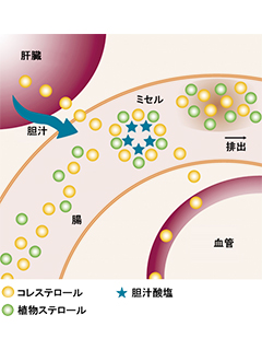 Vegapure®（ベガピュア）　植物ステロール　（BASFジャパン）