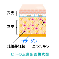 日本ピュアフード株式会社　コラーゲン