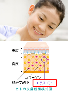 エラスチン