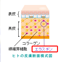 日本ピュアフード株式会社 エラスチン