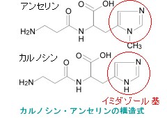 イミダゾールジペプチド（アンセリン・カルノシン）