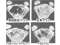 骨粗鬆症モデルマウスにおけるメナキノン-7の効果