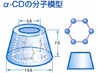 α-サイクロデキストリン（CD）の分子模型