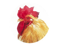 ヒアロコラーゲン®は鶏冠から抽出した成分です！