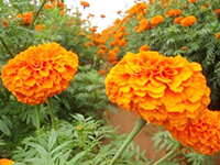 マリーゴールドの花にはルテインとゼアキサンチンが含まれています。