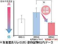 紫外線照射による肌の炎症が抑制される可能性を確認。