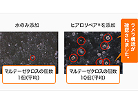 ラメラ構造（赤丸）が確認されました。