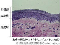 皮膚の構造（ヘマトキシリン/エオジン染色）