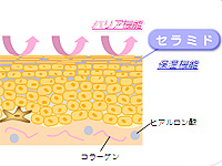 肌の角質層の主成分は「セラミド」です。